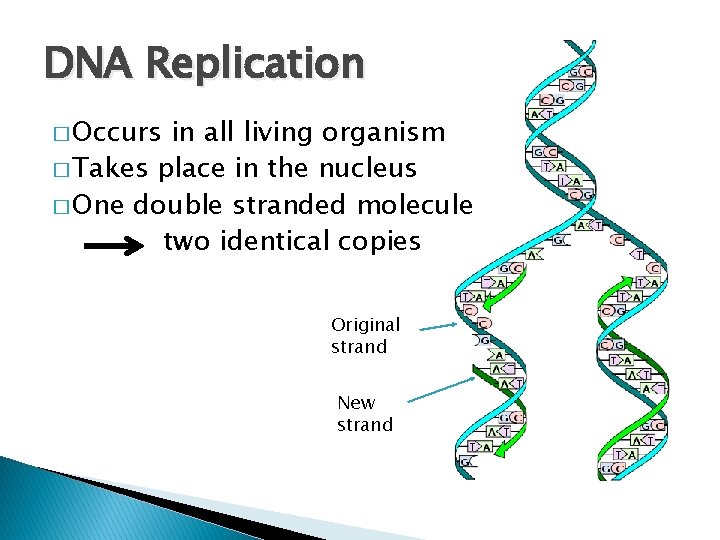 DNA Replication � Occurs in all living organism � Takes place in the nucleus
