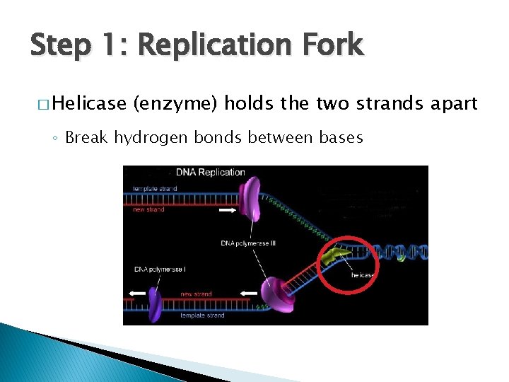 Step 1: Replication Fork � Helicase (enzyme) holds the two strands apart ◦ Break