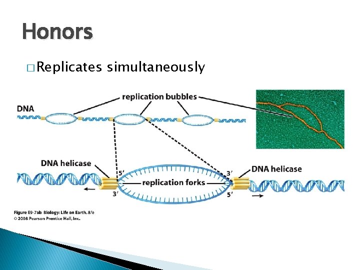 Honors � Replicates simultaneously 