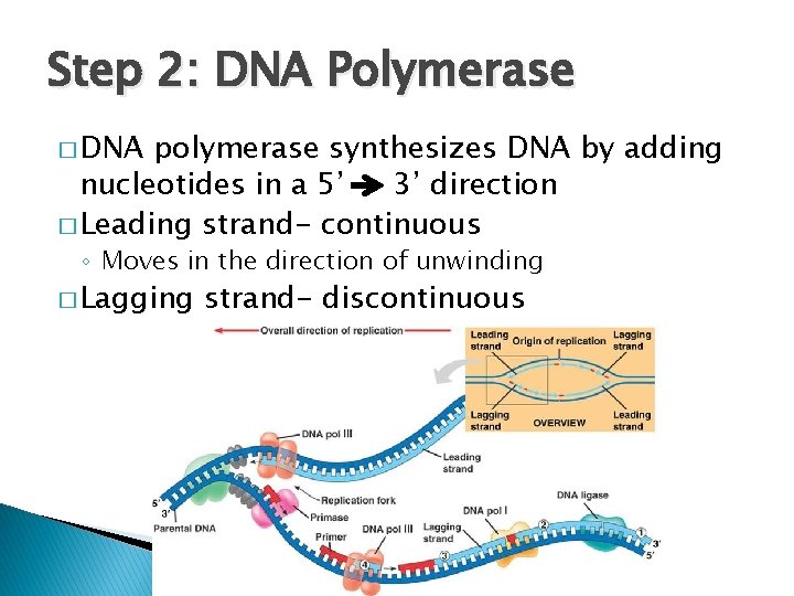 Step 2: DNA Polymerase � DNA polymerase synthesizes DNA by adding nucleotides in a
