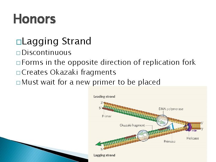 Honors �Lagging Strand � Discontinuous � Forms in the opposite direction of replication fork