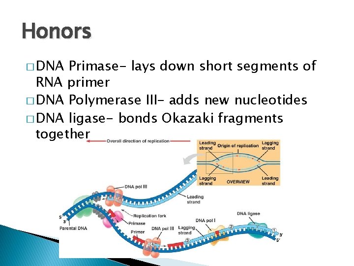 Honors � DNA Primase- lays down short segments of RNA primer � DNA Polymerase