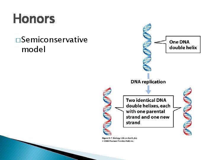 Honors � Semiconservative model 