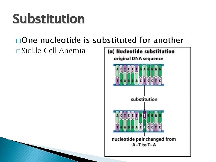 Substitution � One nucleotide is substituted for another � Sickle Cell Anemia 
