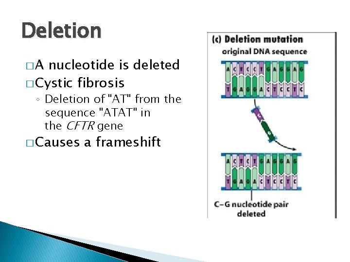 Deletion �A nucleotide is deleted � Cystic fibrosis ◦ Deletion of "AT" from the