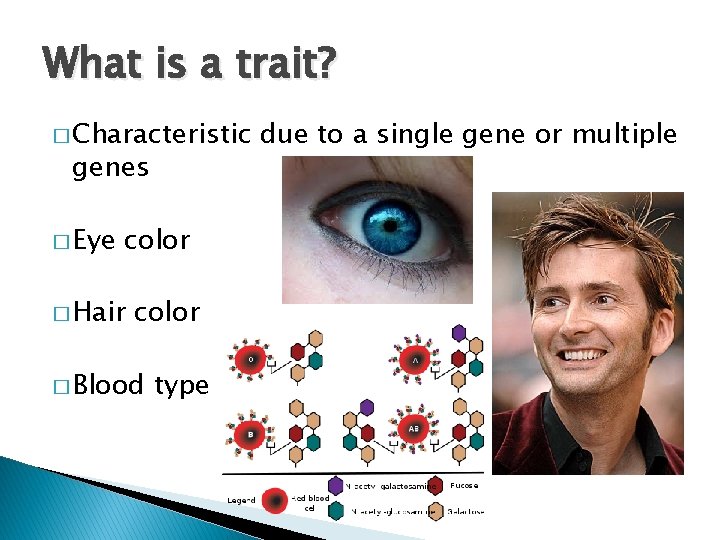 What is a trait? � Characteristic genes � Eye color � Hair color �