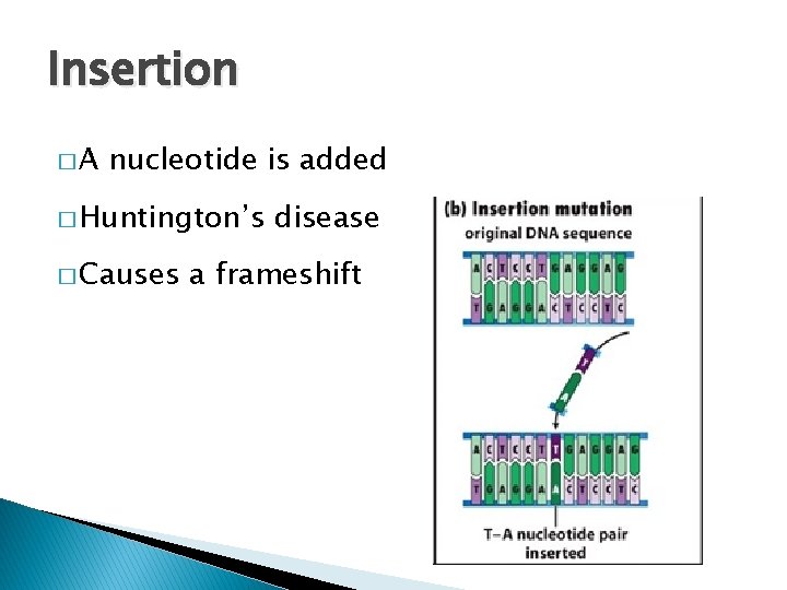 Insertion �A nucleotide is added � Huntington’s � Causes disease a frameshift 