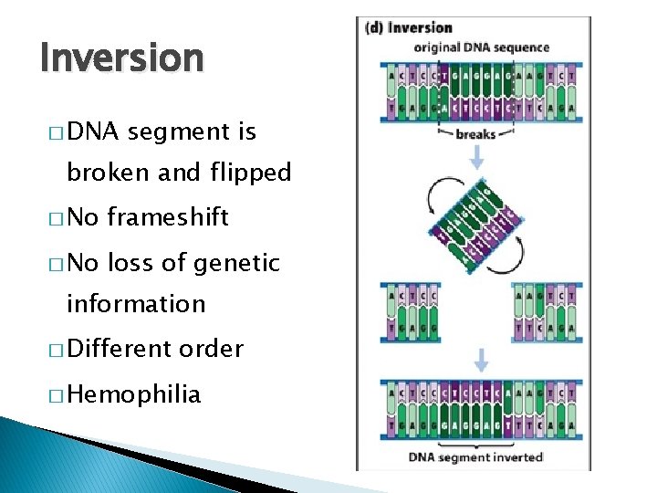 Inversion � DNA segment is broken and flipped � No frameshift � No loss