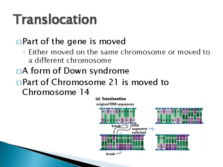 Translocation � Part of the gene is moved ◦ Either moved on the same