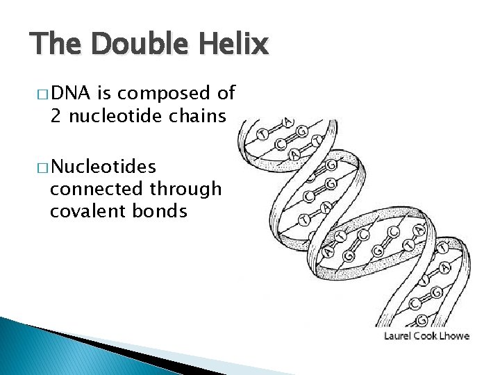 The Double Helix � DNA is composed of 2 nucleotide chains � Nucleotides connected