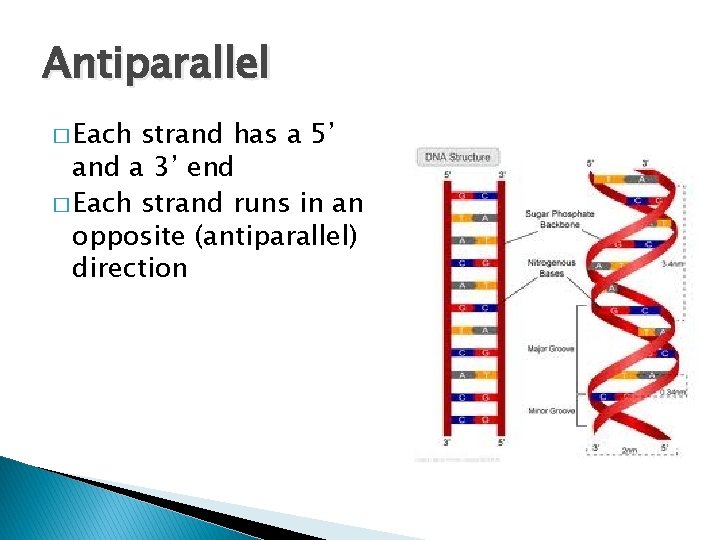 Antiparallel � Each strand has a 5’ and a 3’ end � Each strand