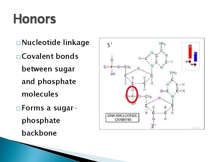 Honors � Nucleotide � Covalent linkage 5’ bonds between sugar and phosphate molecules �