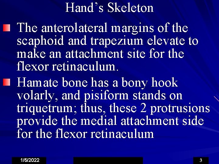 Hand’s Skeleton The anterolateral margins of the scaphoid and trapezium elevate to make an