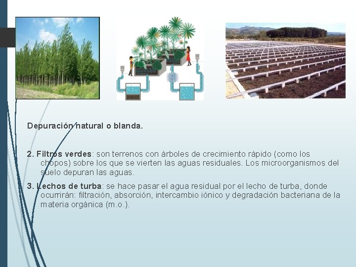 Depuración natural o blanda. 2. Filtros verdes: son terrenos con árboles de crecimiento rápido