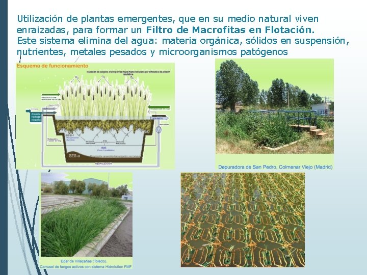 Utilización de plantas emergentes, que en su medio natural viven enraizadas, para formar un