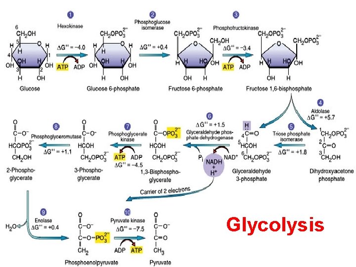 Glycolysis Glycolysis