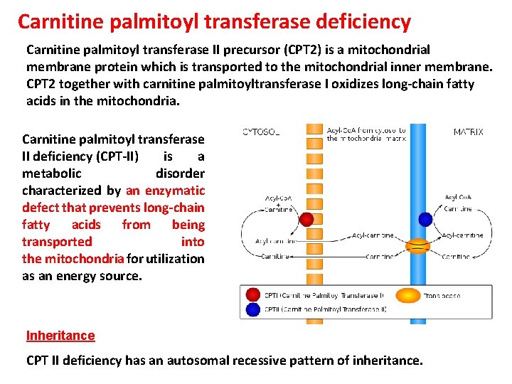 Carnitine palmitoyl transferase deficiency Carnitine palmitoyl transferase II precursor (CPT 2) is a mitochondrial Carnitine palmitoyl transferase deficiency Carnitine palmitoyl transferase II precursor (CPT 2) is a mitochondrial