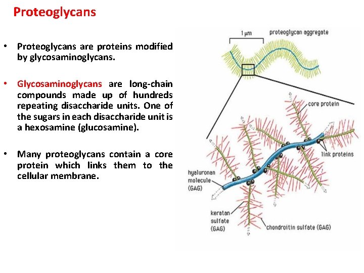 Proteoglycans • Proteoglycans are proteins modified by glycosaminoglycans. • Glycosaminoglycans are long-chain compounds made