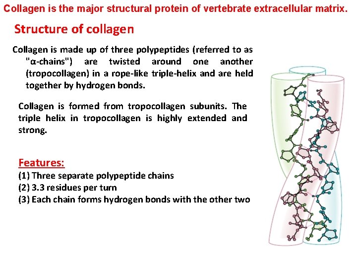 Collagen is the major structural protein of vertebrate extracellular matrix. Structure of collagen Collagen