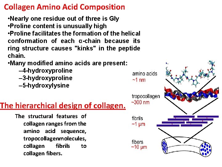 Collagen Amino Acid Composition • Nearly one residue out of three is Gly • Collagen Amino Acid Composition • Nearly one residue out of three is Gly •