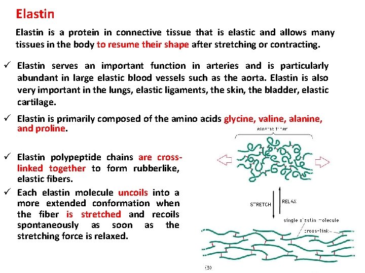 Elastin is a protein in connective tissue that is elastic and allows many tissues