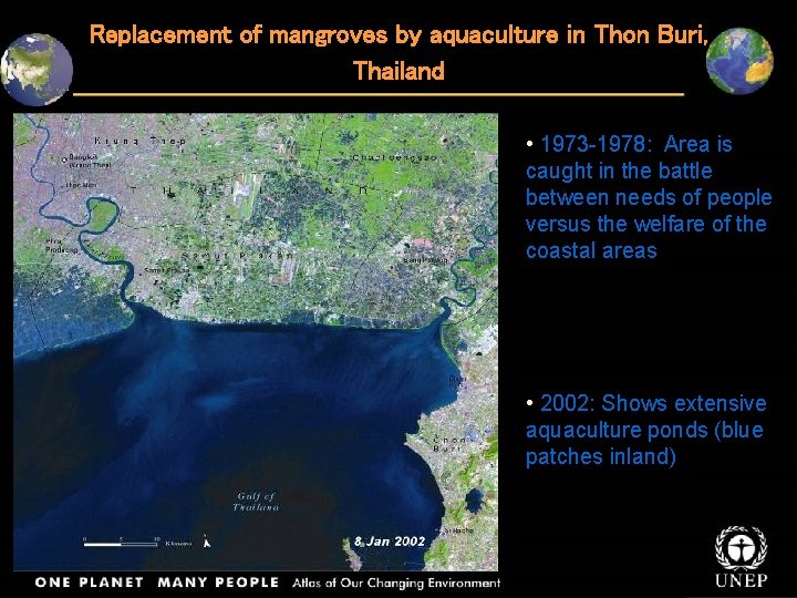 Replacement of mangroves by aquaculture in Thon Buri, Thailand • 1973 -1978: Area is
