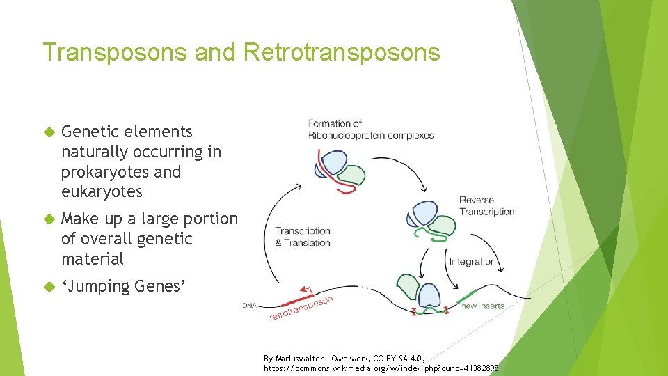 Transposons and Retrotransposons Genetic elements naturally occurring in prokaryotes and eukaryotes Make up a