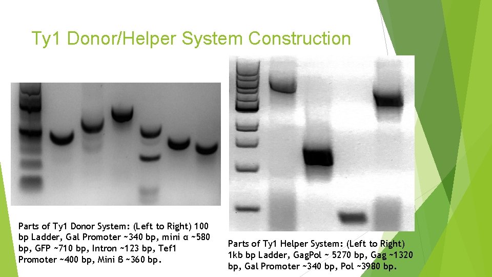 Ty 1 Donor/Helper System Construction Parts of Ty 1 Donor System: (Left to Right)