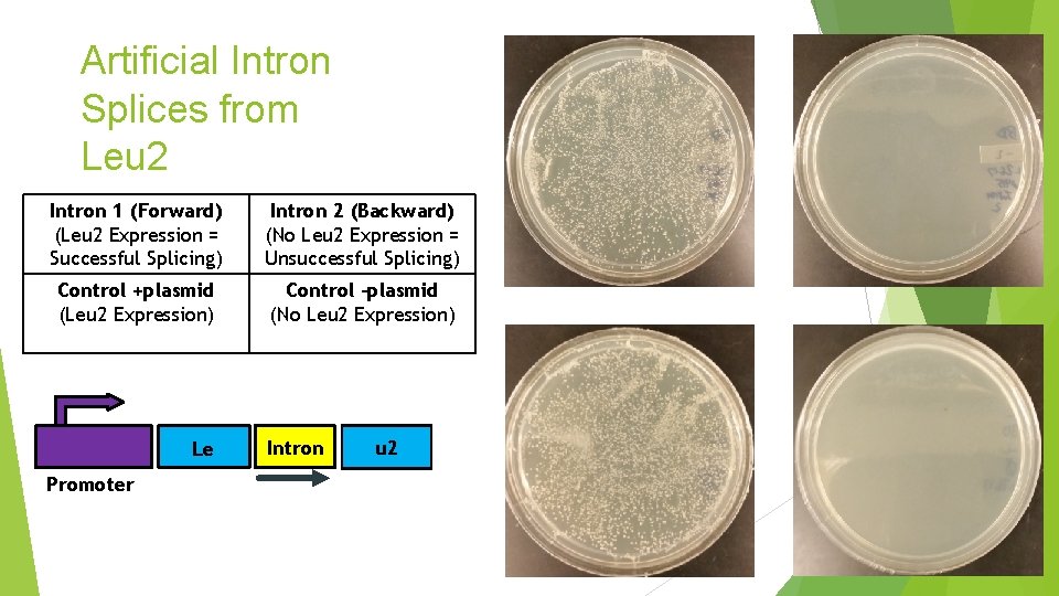 Artificial Intron Splices from Leu 2 Intron 1 (Forward) (Leu 2 Expression = Successful