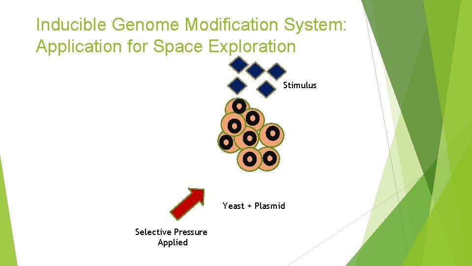 Inducible Genome Modification System: Application for Space Exploration Stimulus Yeast + Plasmid Selective Pressure