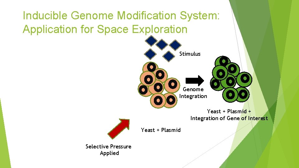 Inducible Genome Modification System: Application for Space Exploration Stimulus Genome Integration Yeast + Plasmid