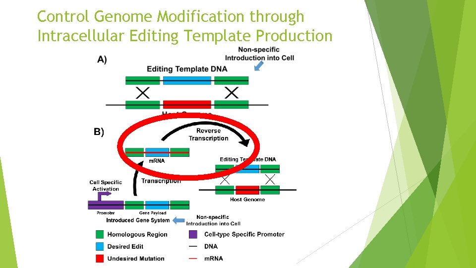 Control Genome Modification through Intracellular Editing Template Production 