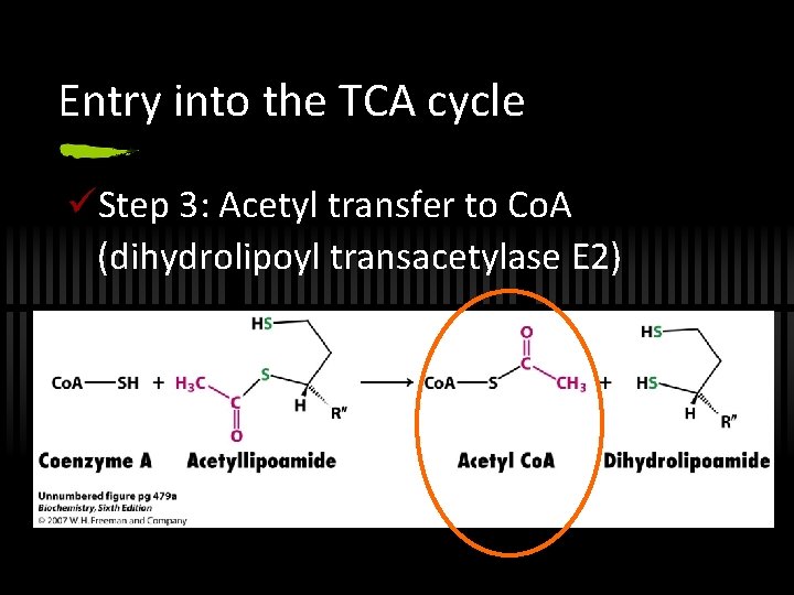 Entry into the TCA cycle üStep 3: Acetyl transfer to Co. A (dihydrolipoyl transacetylase