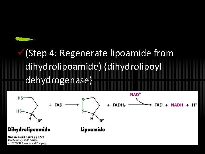 ü(Step 4: Regenerate lipoamide from dihydrolipoamide) (dihydrolipoyl dehydrogenase) 