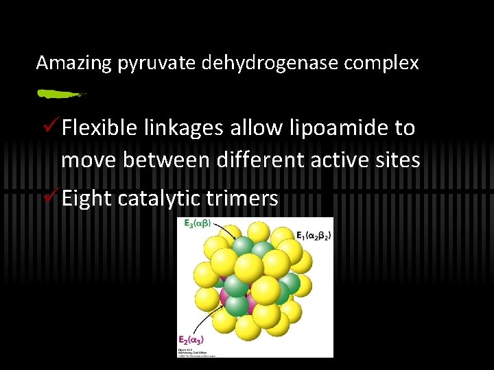 Amazing pyruvate dehydrogenase complex üFlexible linkages allow lipoamide to move between different active sites