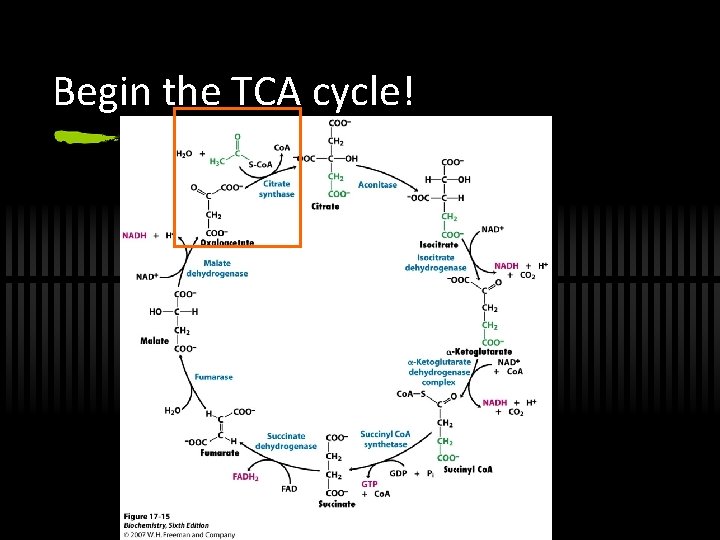 Begin the TCA cycle! 