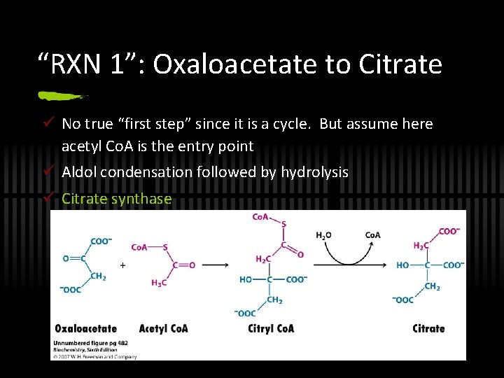 “RXN 1”: Oxaloacetate to Citrate ü No true “first step” since it is a