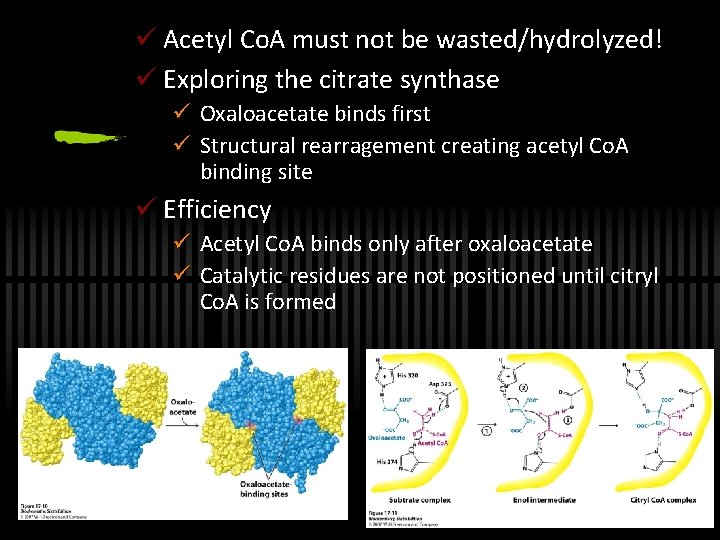 ü Acetyl Co. A must not be wasted/hydrolyzed! ü Exploring the citrate synthase ü