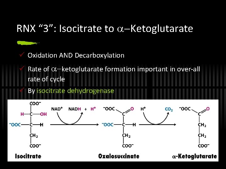 RNX “ 3”: Isocitrate to Ketoglutarate ü Oxidation AND Decarboxylation ü Rate of ketoglutarate