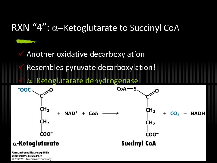 RXN “ 4”: Ketoglutarate to Succinyl Co. A ü Another oxidative decarboxylation ü Resembles