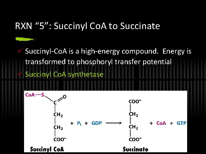 RXN “ 5”: Succinyl Co. A to Succinate ü Succinyl-Co. A is a high-energy