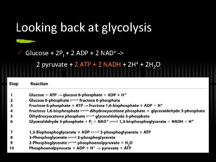 Looking back at glycolysis ü Glucose + 2 Pi + 2 ADP + 2