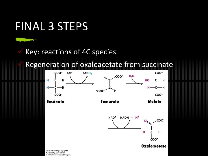 FINAL 3 STEPS ü Key: reactions of 4 C species ü Regeneration of oxaloacetate