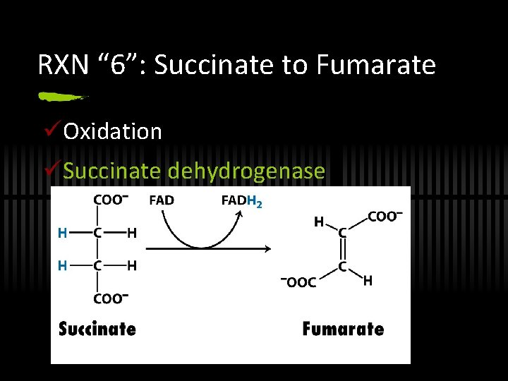 RXN “ 6”: Succinate to Fumarate üOxidation üSuccinate dehydrogenase 