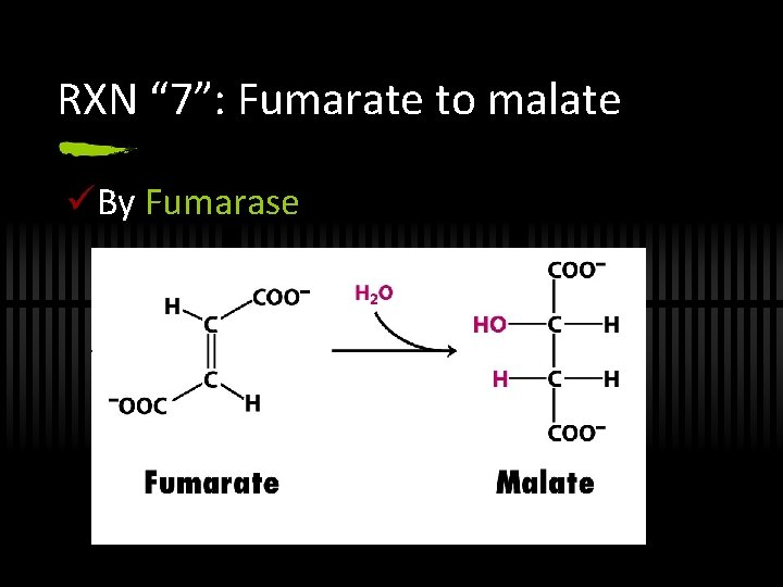 RXN “ 7”: Fumarate to malate üBy Fumarase 