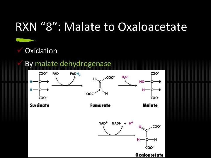 RXN “ 8”: Malate to Oxaloacetate ü Oxidation ü By malate dehydrogenase 