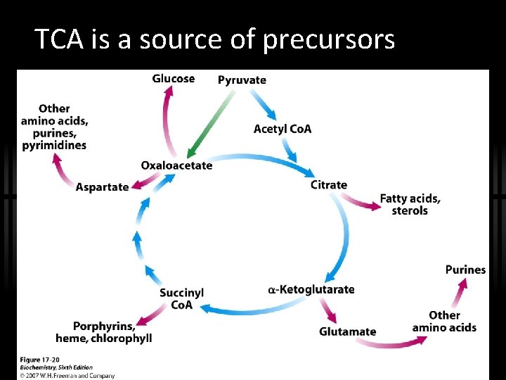 TCA is a source of precursors 