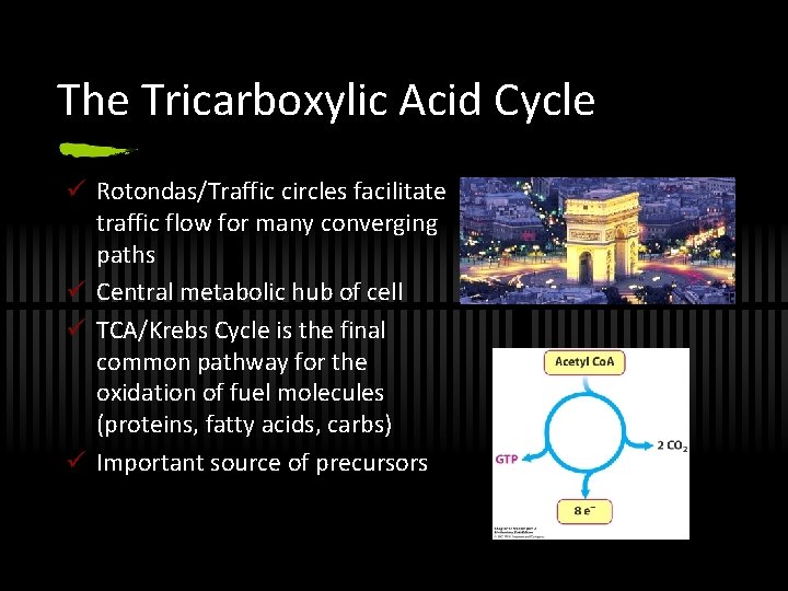The Tricarboxylic Acid Cycle ü Rotondas/Traffic circles facilitate traffic flow for many converging paths