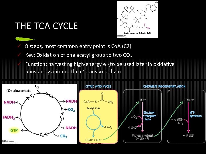 THE TCA CYCLE ü 8 steps, most common entry point is Co. A (C