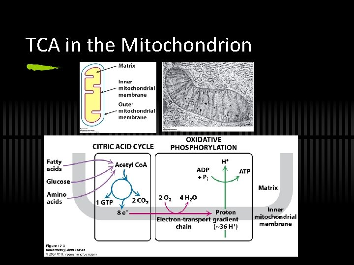 TCA in the Mitochondrion 